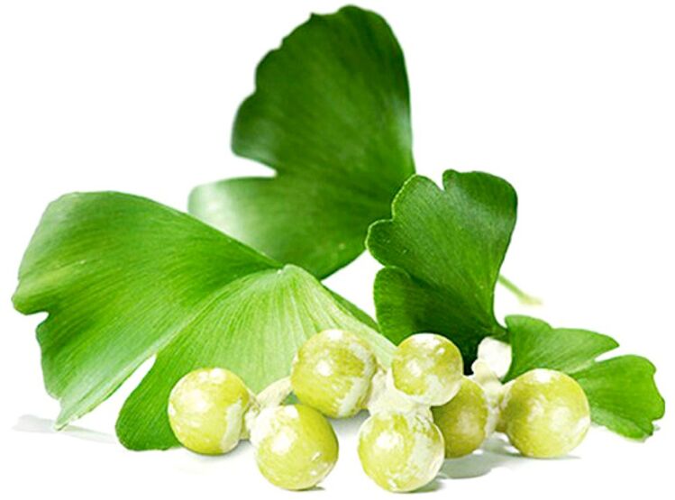 Ginkgo biloba hostoek odol-zirkulazioa hobetzen dute zakilaren ehunetan