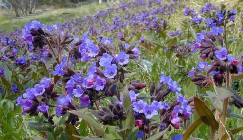 Lungwort zakila handitzea sustatzen duen infusioa prestatzeko